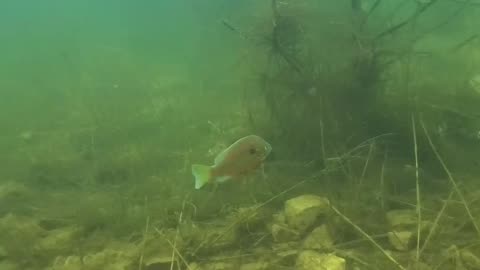 Snorkeling in Round Valley Reservoir - Lebanon, NJ - Hippopotamus Song - Oscar Isaac