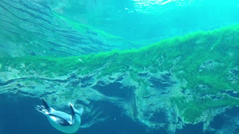 Penguin swimming under water in sea life aquarium