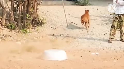 Dog Funny video