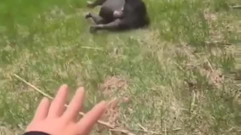 Silly Doggo Sliding to get Extra Rubs on the Hill