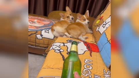 The little dog was so scared that he thought I was going to open a bottle of wine with his ass