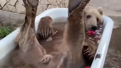 Bear funny comedy scenes in water