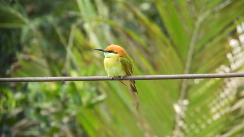 Bird, Bee-Eater, Feathers, Colorful