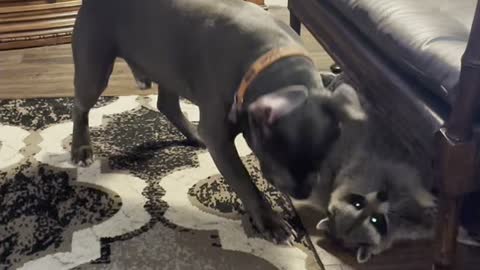 Dog and Raccoon Playfully Wrestle