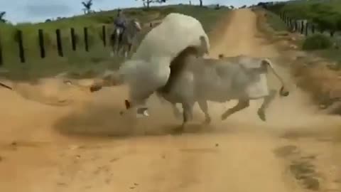 Bull Interrupts Intense Ox Fight