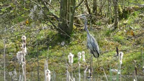 Heron Standing next to Pond