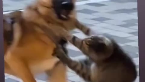 The cat🐈attacks👊a dog🦮in the street😱😱