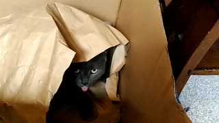 Cat vs Paper Bag