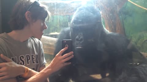 Gorilla reacts when he sees pictures of other gorillas on this guy's cell phone