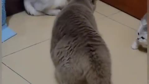 😂😂 Funny Cats Video, Funny Video