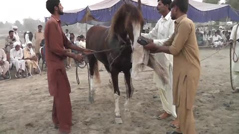 horse dance Punjab Pakistan