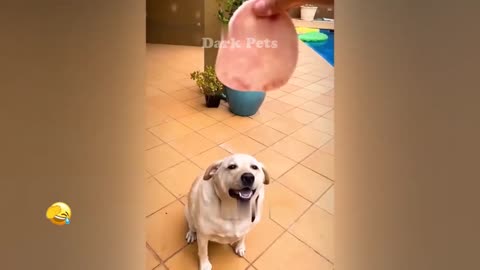 🙀🤣 New Funny Cats and Dogs Videos 😆😂 Best Funny Animals 2023