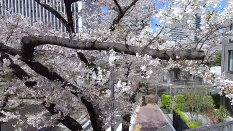 plum blossom