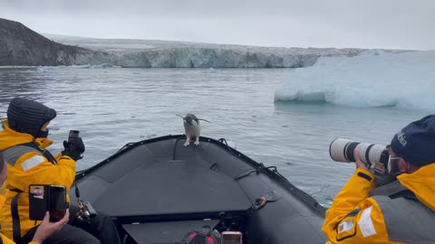 Penguin Takes a Ride on an Antarctic Taxi