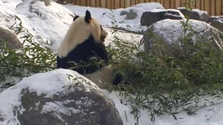 Panda, Canadian Zoo