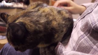 lonely rescued cat puusuu gets the snuggles she adorably wants