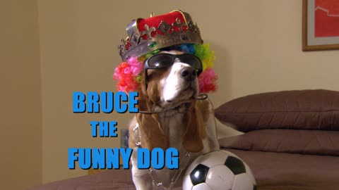 Bruce The Funny Dog