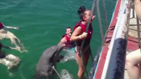 Sneaky Dolphin Doesn't Want Its Girlfriend To Leave