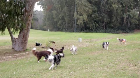 A group of dogs playing on the farm
