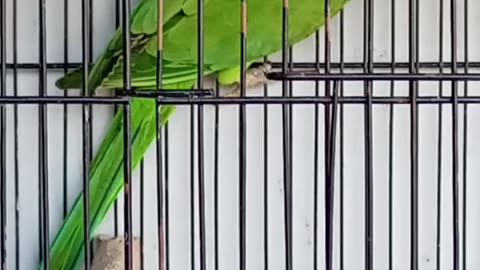 My lovely green ring neck parrot