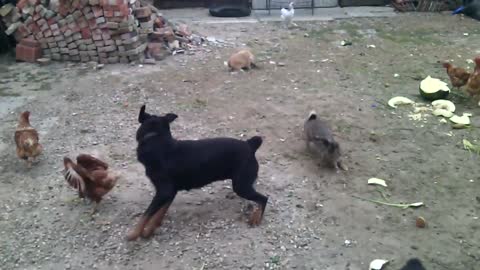 Fearless bunny befriends playful Rottweiler