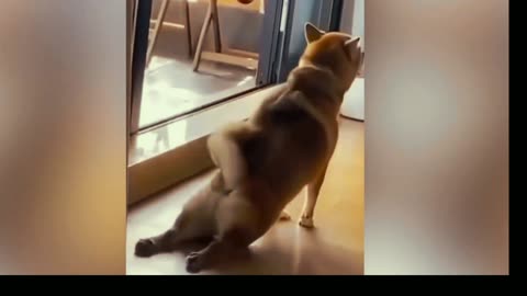 Top Hilarious Cats and Dogs in the Funniest Animals Video of 2023