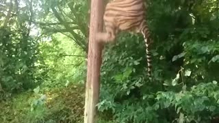 Tiger jump