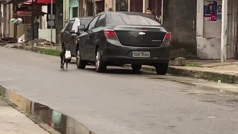 Dog Delivers Bread