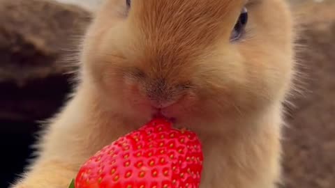 bunny eating red cookiee