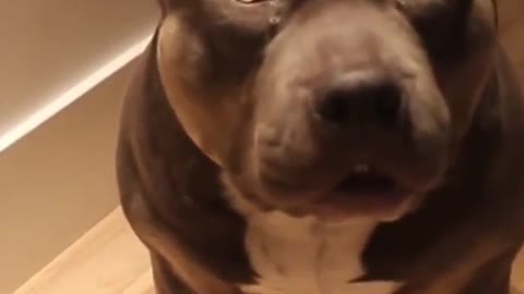 Smart Dogs Videos - Talking Dog Mr. Canadian Bully @shorts