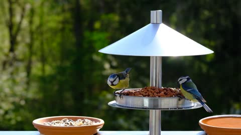 The Beautiful birds eating nuts .