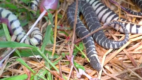 SNAKE FOOD 🌿🐍🌿🐍🥗