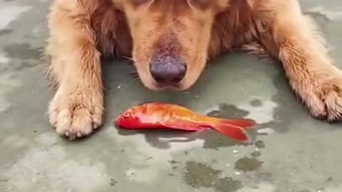 Dog lost his best friend which was a fish