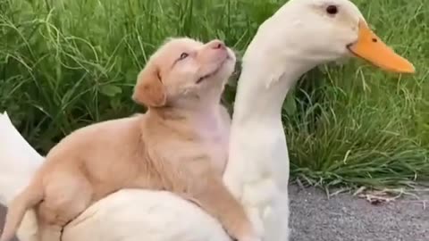 Dog And Duck Are Inseparable Best Friends | #shorts