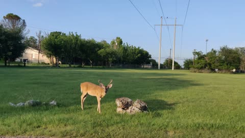 Copperas Cove Deer