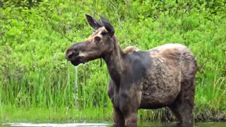 Beautiful Moose