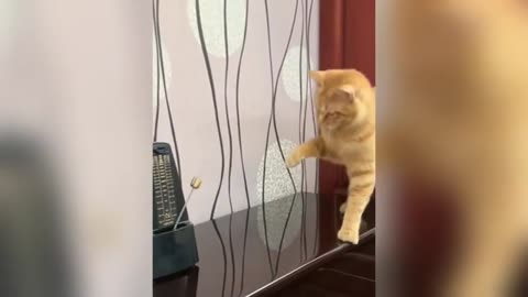 Hilarious Cat Compilation 😹🐱 | Funniest Cat Videos Ever