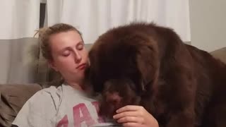 Huge puppy loves popcorn