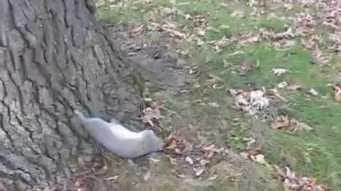 Drunk Squirrel