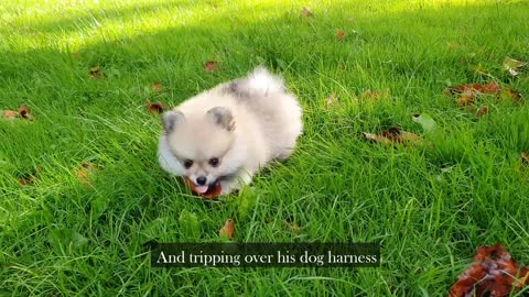 8 WEEK OLD POMERANIAN PUPPY GOING OUTSIDE FOR FIRST TIME!!