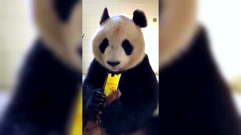 This is a giant panda eating delicious food