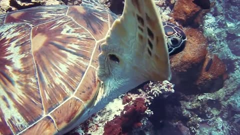 Tortoise 🐢🐢🐢 video, tortoise challenge,unseen reality under water