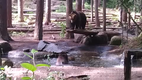 Bear stuck in his toy