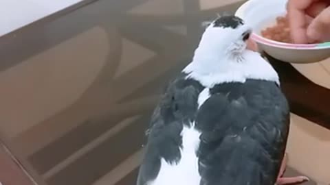 Hand Feeding Baby Pigeon