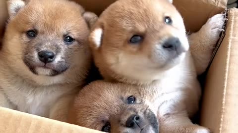 Cute and adorable puppies out of the box 😻