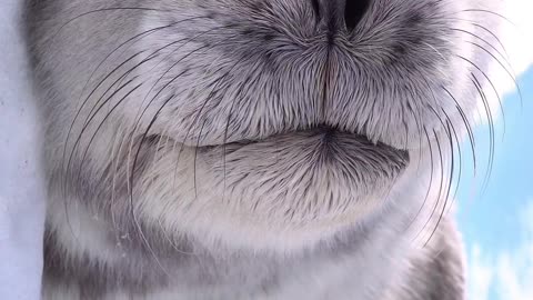 Weddell seal pup