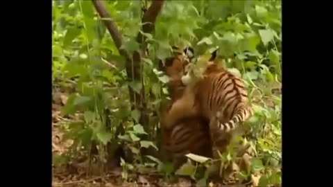 Tiger vs Monkey Fight Very Funny Video Whatsapp Funny Videos Indian Comedy