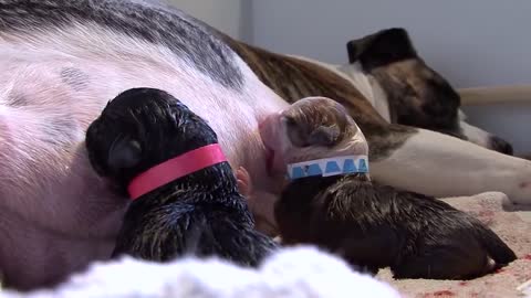 AMAZING! Staffordshire dog giving birth to 13 pups