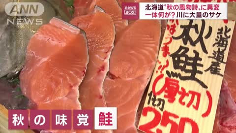 【異変】なぜ？“秋の風物詩”川にサケ“大量出現”の謎(2022年11月2日)