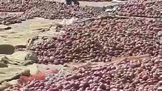 No Buyers for Onion Sellers in India